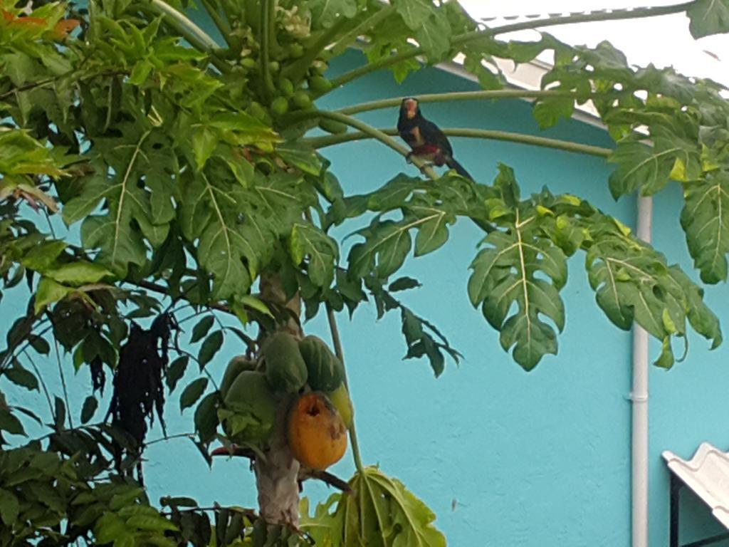Cabinas Tropicales Puerto Jiménez Eksteriør bilde
